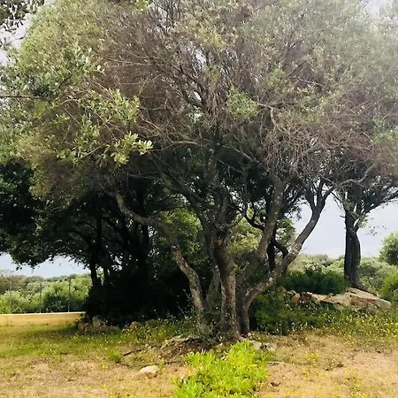 Independent In The Nature Near To The Sea Porto Pollo